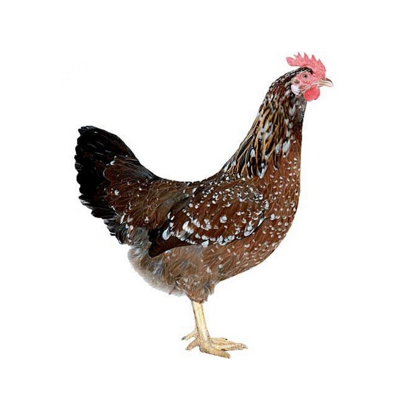 Užitkové