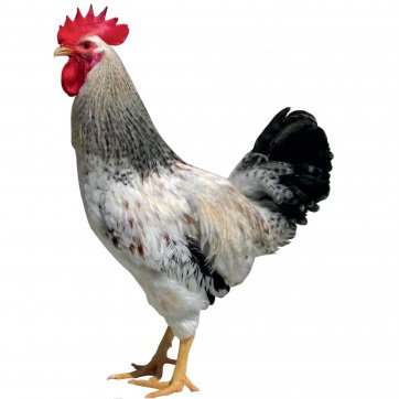 Kohouti