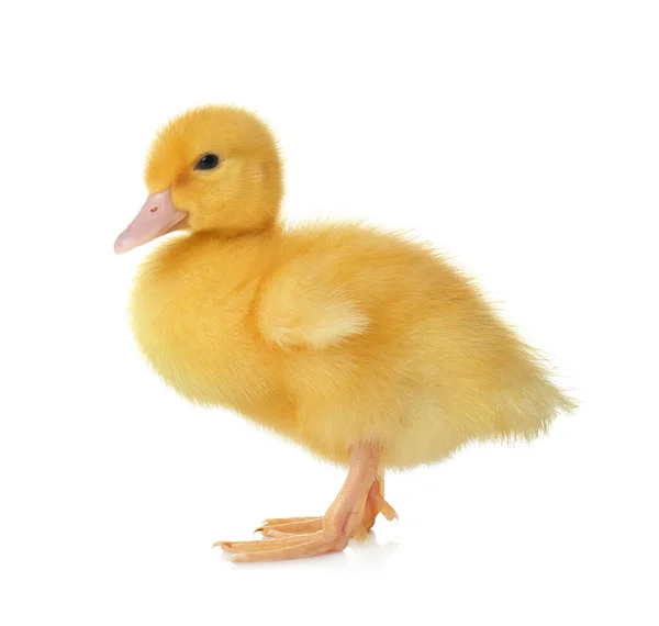Ostatní drůbež
