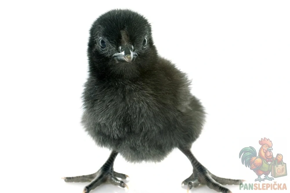 Ayam Cemani Kuřata
