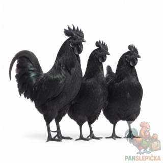 Ayam Cemani -CHOVNÝ KMEN