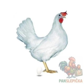Kuřice Leghorn
